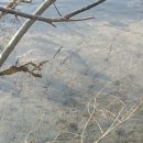 기산2교 - 화성시 병점구 | 20170126. 곡교천. 기산수로. 후기. 대박포인트정보.