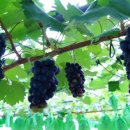 직지농장 이미지