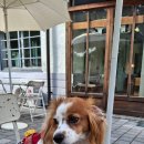 국수나무 예천점 | 강아지와 문경 예천 차박여행 가볼만한곳 가은역 삼강주막