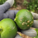 유리농장(화산) 이미지