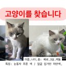 상도3동 고양이 찾습니다(찾았습니다) 이미지