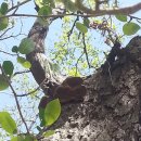 박달하지 이미지