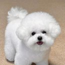 하얀강아지&고양이 이미지