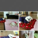 아띠아지 네이버블로그