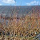 천국나무농원 이미지