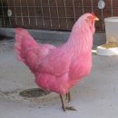 훗닭훗닭장작구이 이미지