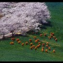 삼화목장 이미지