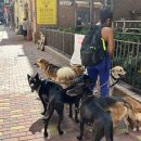 제니펫하우스 | 홍콩여행 3일차 딤섬 베이크하우스 하프웨이커피 제니베이커리 침사추이 야경 덕 빅토리아