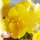 예쁜 노란색 꽃 (전영록+박창근 - 저녁놀) 이미지
