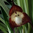 [희귀 식물]왠 꽃에 원숭이 얼굴이?...`원숭이 난초` 화제 (사진) 이미지
