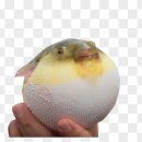 스시미오