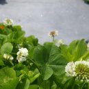 클로버치과의원 이미지