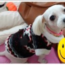 강아지 멋내기 이미지