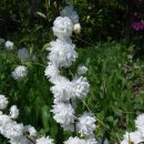 뽀삐뽀삐 이미지