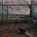 생명윤리의 동물복지와 닭 사육 - 횃대 - 6 이미지