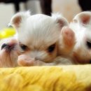 하빈애견농장 이미지