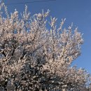 언노운피자 아산점 | [일상기록] 26년 봄을 보내며, 소중한 일상 기록📝