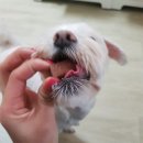 서울수유동물약국 이미지