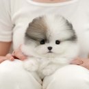 미유펫 강아지분양 고양이분양 김포점 | 김포강아지분양 드디어 찾아와 준 행복