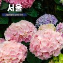 11545-05-31-07 | 서울 수국 축제 마곡 서울식물원 낭만수국전으로 초대