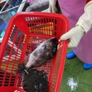 형제수산회직판장 네이버블로그