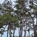 금장해수욕장 이미지