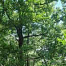 성고개로 이미지