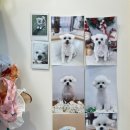 포드그루와 이미지