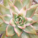 골드크레마 이미지