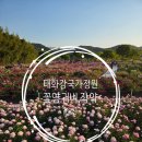 강북화원 | [울산] <태화강 국가정원> 작약, 꽃양귀비 꽃 만개했어요(주차, 위치) 2026.05.09