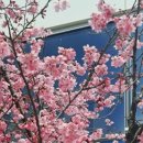 강내이불