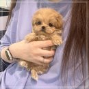 퍼피퍼피 | 미사강아지분양 퍼피에몽 입양후기