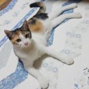 파코헤어라인