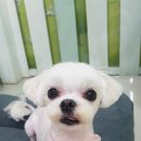 플러스애견미용실 이미지