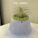 고이뷰티 왁싱앤브로우