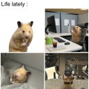 늘 하던 대로