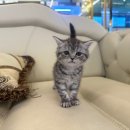 샵펫 강아지분양 울산점 이미지