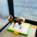 그루머웅 이미지