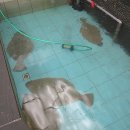 제일장횟집 이미지