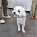 도그 애견미용실 | 남동구 비숑 애견미용 추천 남촌동 도그도담