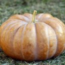 호박 이미지