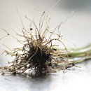 [식품과 의약의 도를 말하다 (10)] 병든 장과 간을 치유하는 보리뿌리와 보리잎 - 최진규 한국토종약초연구학회 회장 이미지