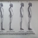 바른자세운동센터 세움 이미지