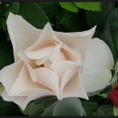 허브아일랜드 식물원 이미지