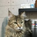 마마캐터리 이미지