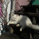 그루밍, 모아 | 인천 영흥도 가볼만한 곳ㅣ고양이 카페ㅣ고양이역 힐링 후기