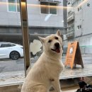 살랑애견미용실 이미지