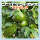 민속농원 | 하우스감귤 당도 높이는 중간단수 방법 몰진밭농원