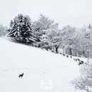 사슴목장 | 태백 초록뿔언덕 : 알프스 산장이 떠오르는 신상카페 , 사슴목장뷰 내돈내산 솔직후기