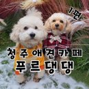 청주혜화학교 | [청주] 애견카페 | 넓은 애견카페 • 신상카페 ‘푸르댕댕’ 1편